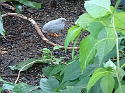 Western Michigan [2009] 182